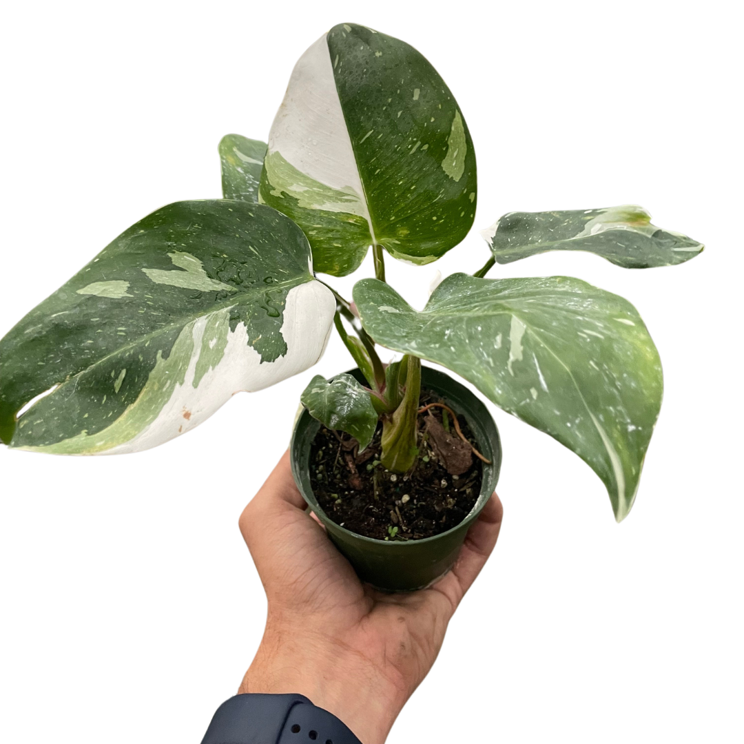 Philodendron White Princess