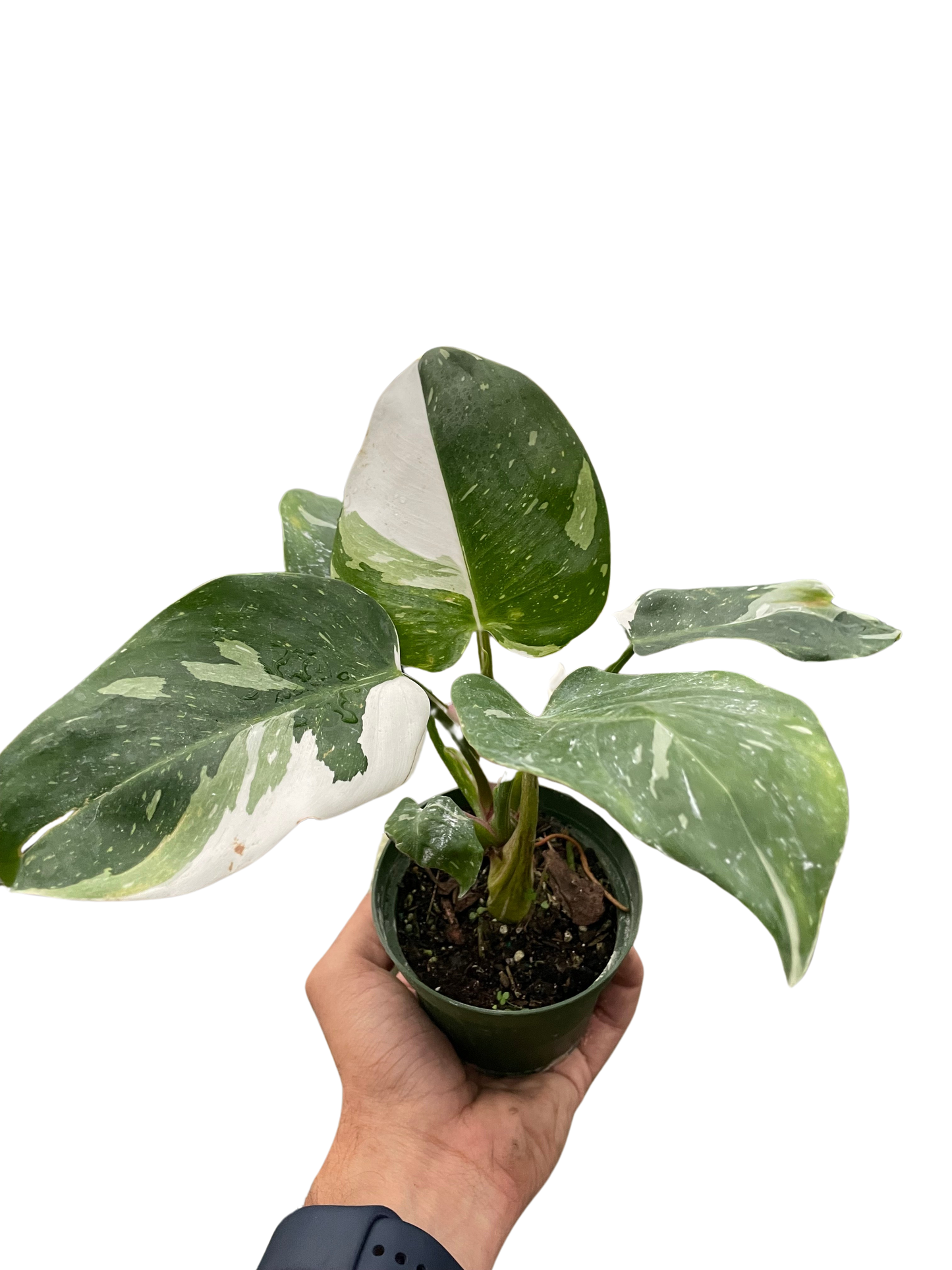 Philodendron White Princess