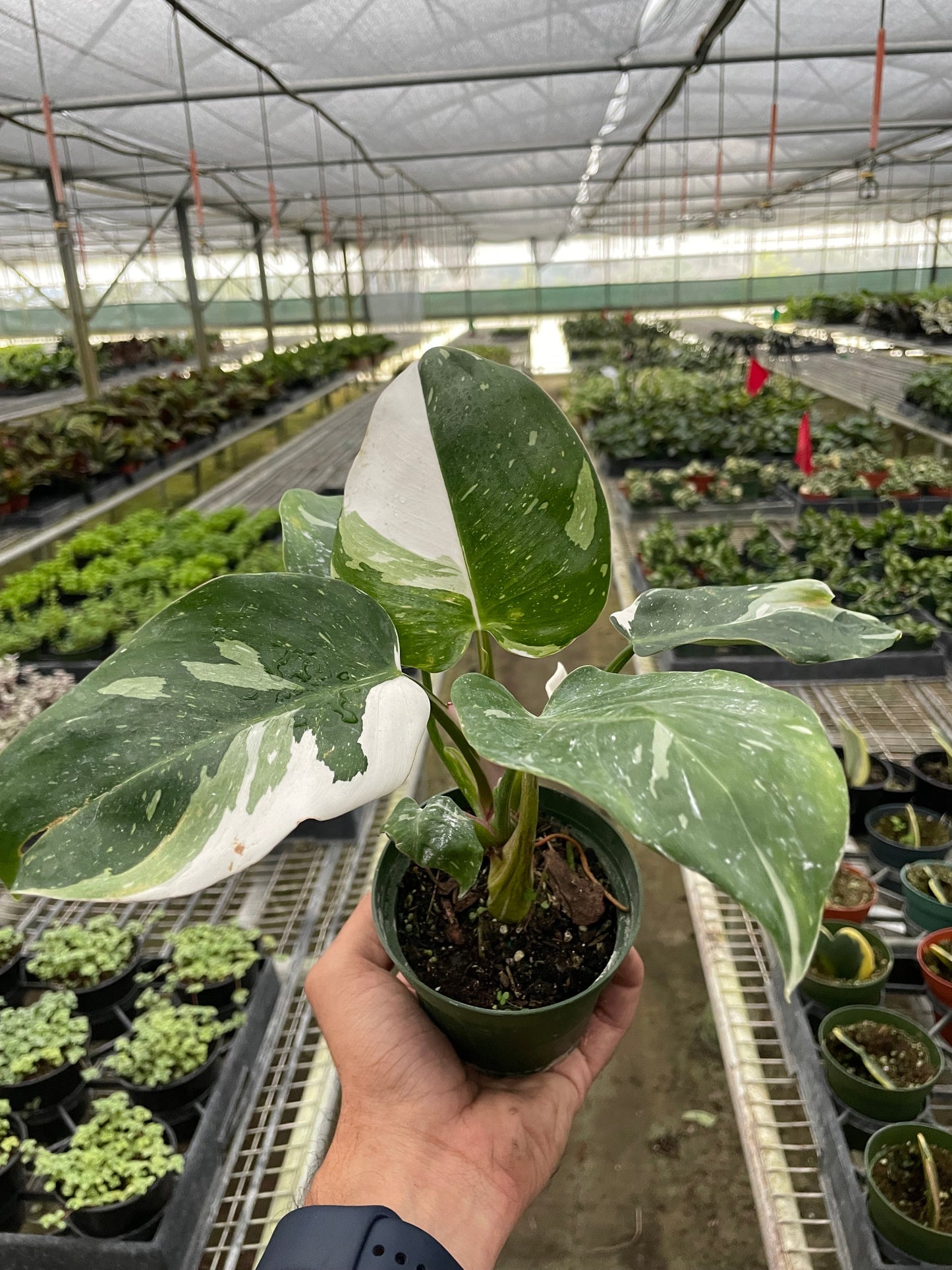 Philodendron White Princess