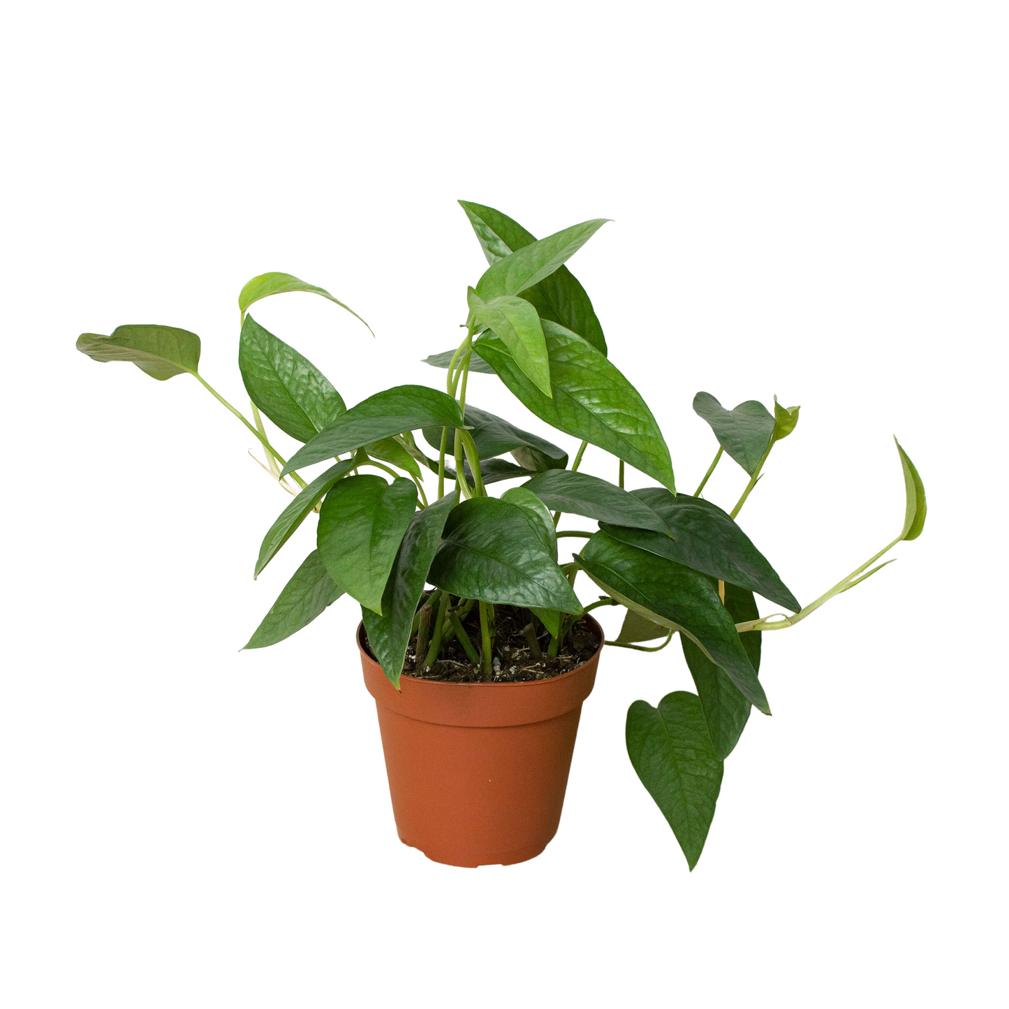 Cebu Blue Pothos Plant Live Pothos Rare House Plant Hanging Indoor Plant Vining Plant Rooted Pothos in Pot XXL Pothos Aquarium Paludarium