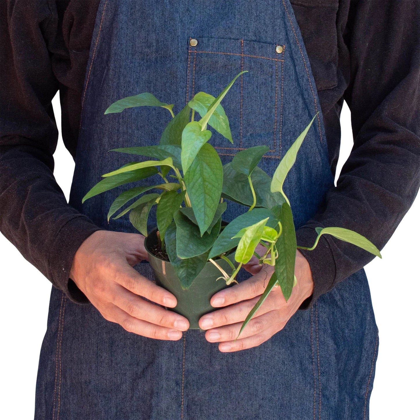 Cebu Blue Pothos Plant Live Pothos Rare House Plant Hanging Indoor Plant Vining Plant Rooted Pothos in Pot XXL Pothos Aquarium Paludarium