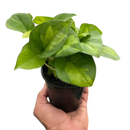 Global Green Pothos Plant Live Pothos Rare House Plant Hanging Indoor Plant Vining Plant Rooted Pothos in Pot XXL Pothos Aquarium Paludarium