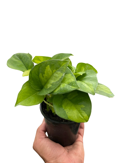 Global Green Pothos Plant Live Pothos Rare House Plant Hanging Indoor Plant Vining Plant Rooted Pothos in Pot XXL Pothos Aquarium Paludarium