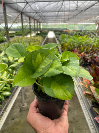 Global Green Pothos Plant Live Pothos Rare House Plant Hanging Indoor Plant Vining Plant Rooted Pothos in Pot XXL Pothos Aquarium Paludarium