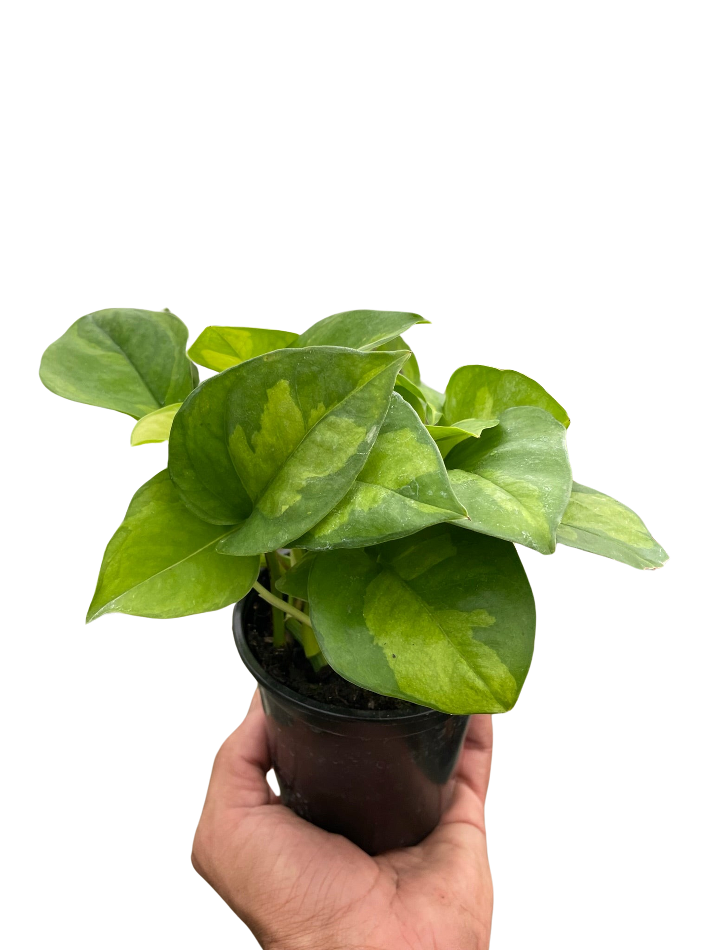 Global Green Pothos Plant Live Pothos Rare House Plant Hanging Indoor Plant Vining Plant Rooted Pothos in Pot XXL Pothos Aquarium Paludarium