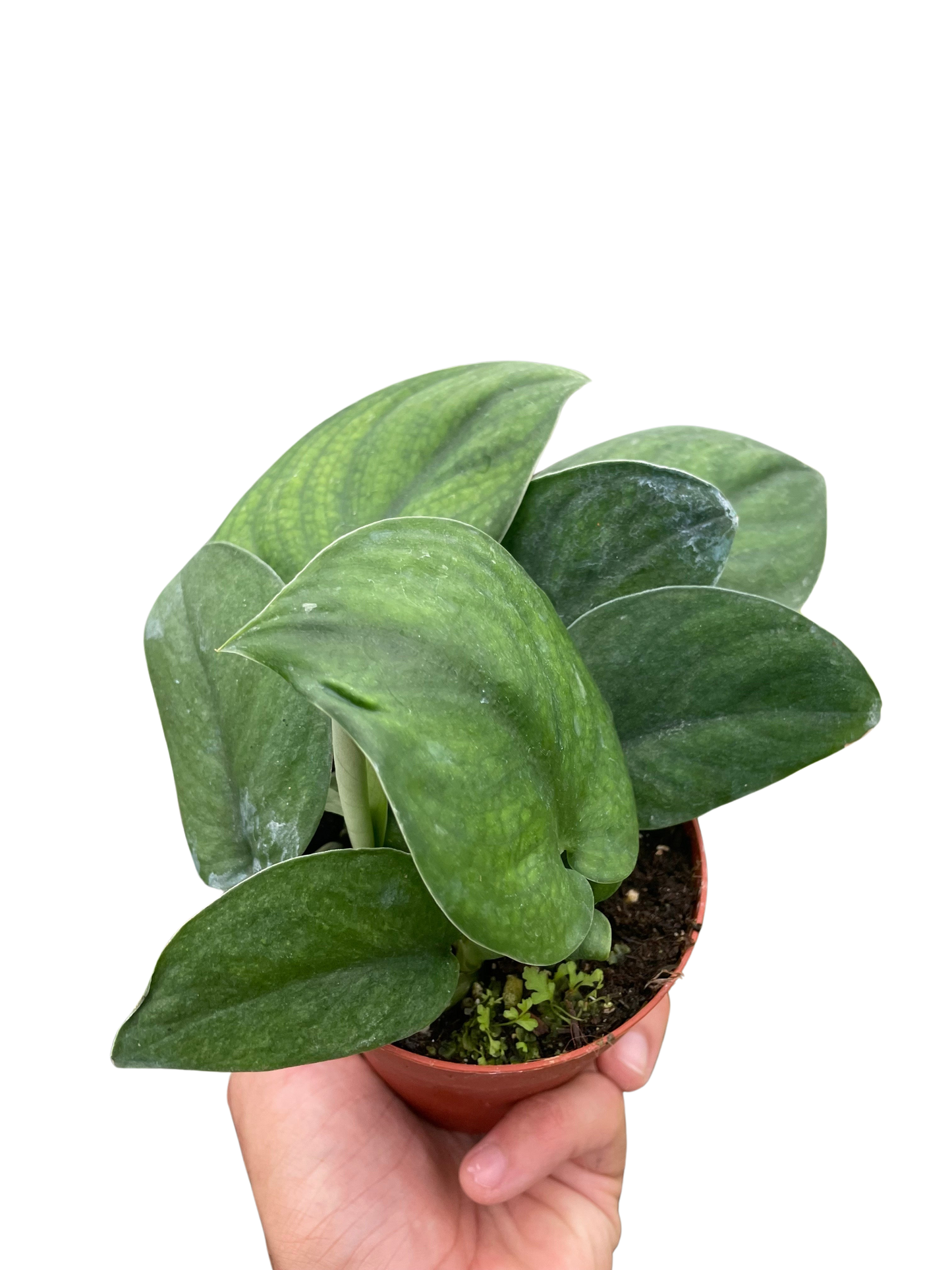 Jade Satin Pothos Plant Live Pothos Rare House Plant Hanging Indoor Plant Vining Plant Rooted Pothos in Pot XXL Pothos Aquarium Paludarium