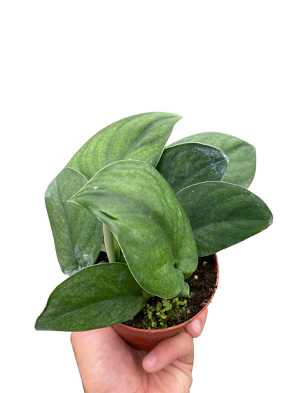 Jade Satin Pothos Plant Live Pothos Rare House Plant Hanging Indoor Plant Vining Plant Rooted Pothos in Pot XXL Pothos Aquarium Paludarium