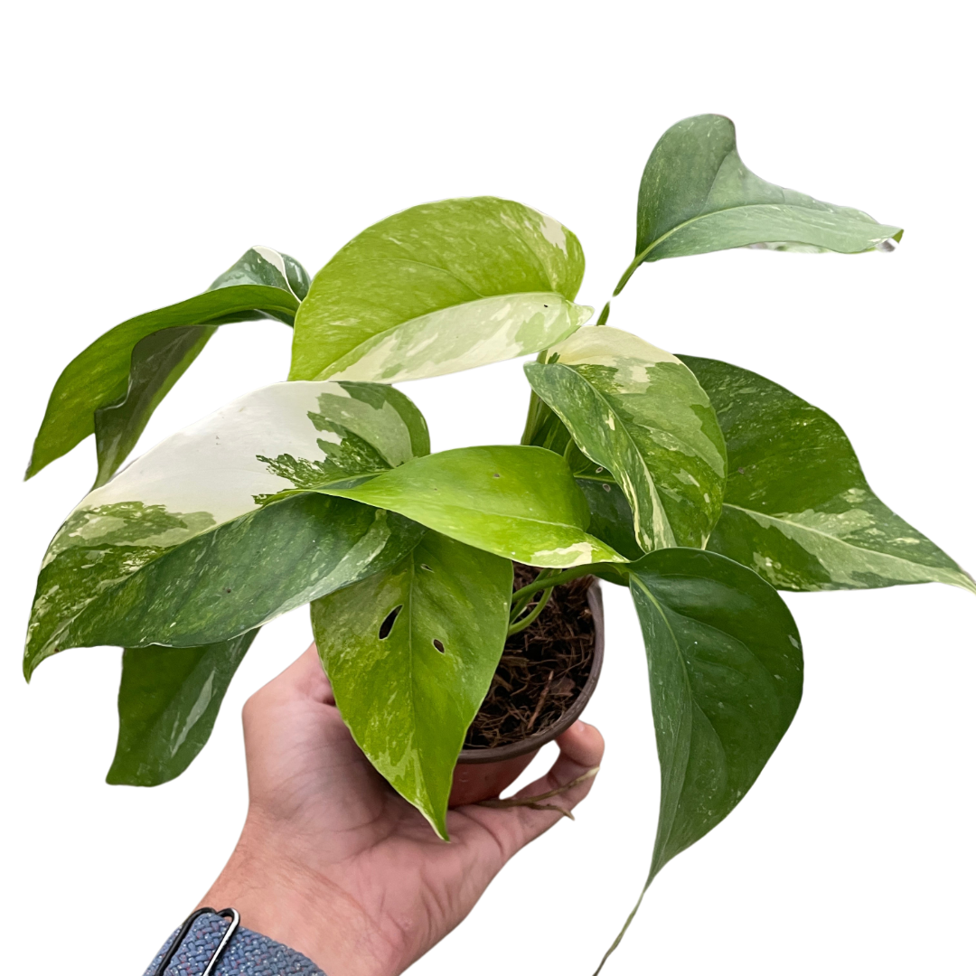 Pothos Albo Variegata Live Variegated Pothos Rare House Plant Variegated Hanging Indoor Plant Vining Plant Pothos in Pot Pothos Plant Live