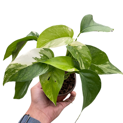 Pothos Albo Variegata Live Variegated Pothos Rare House Plant Variegated Hanging Indoor Plant Vining Plant Pothos in Pot Pothos Plant Live