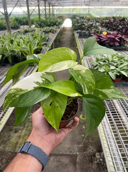 Pothos Albo Variegata Live Variegated Pothos Rare House Plant Variegated Hanging Indoor Plant Vining Plant Pothos in Pot Pothos Plant Live