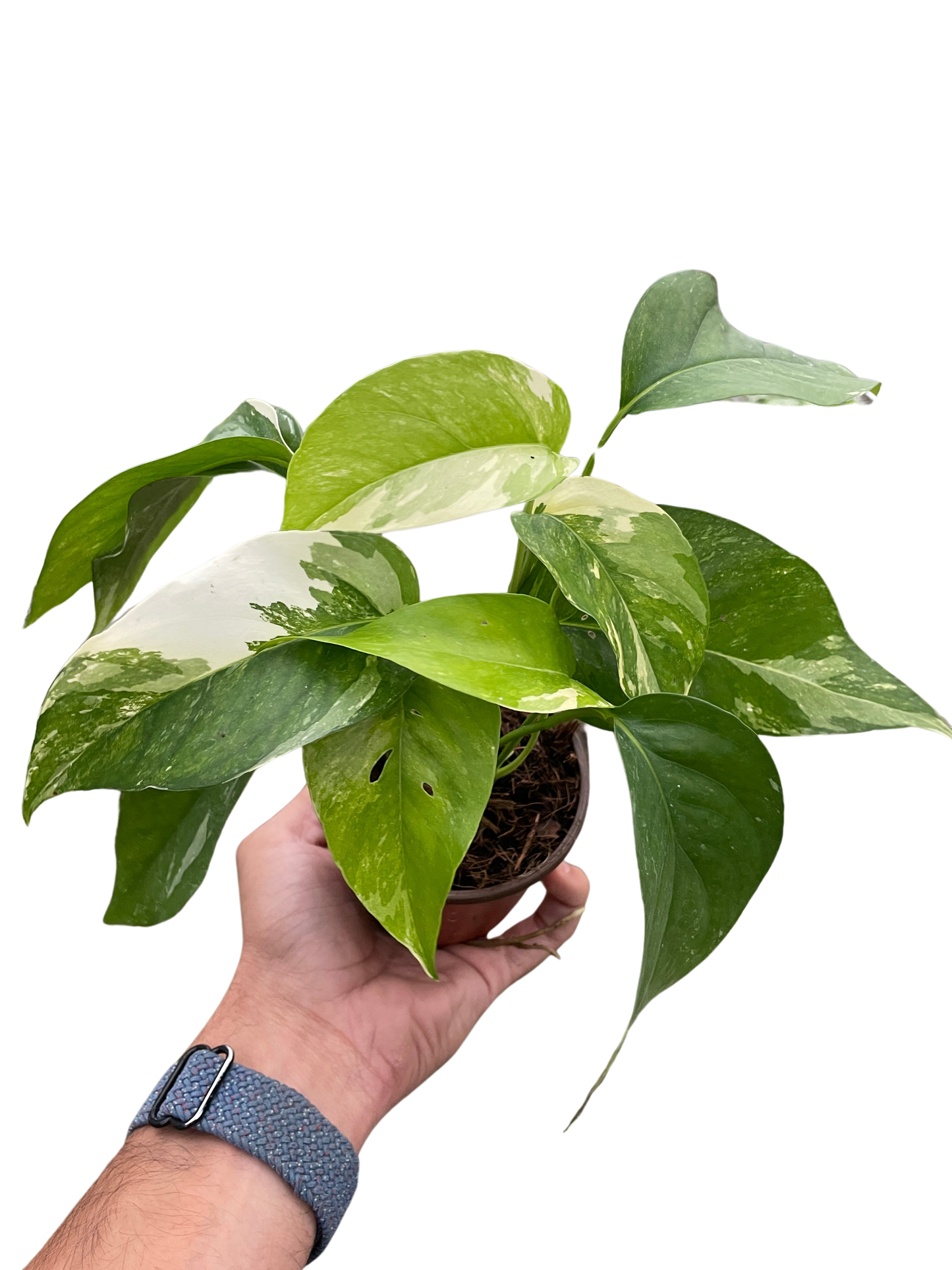 Pothos Albo Variegata Live Variegated Pothos Rare House Plant Variegated Hanging Indoor Plant Vining Plant Pothos in Pot Pothos Plant Live