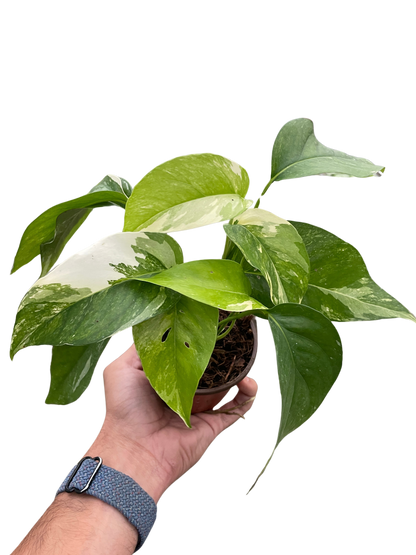 Pothos Albo Variegata Live Variegated Pothos Rare House Plant Variegated Hanging Indoor Plant Vining Plant Pothos in Pot Pothos Plant Live