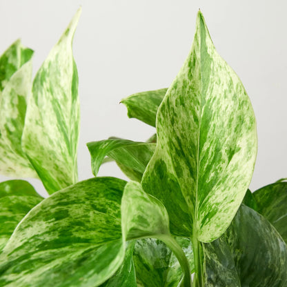 Marble Queen Pothos Plant Live Variegated Pothos Rare House Plant Hanging Indoor Plant Vining Plant Rooted Pothos in Pot XXL Pothos Aquarium