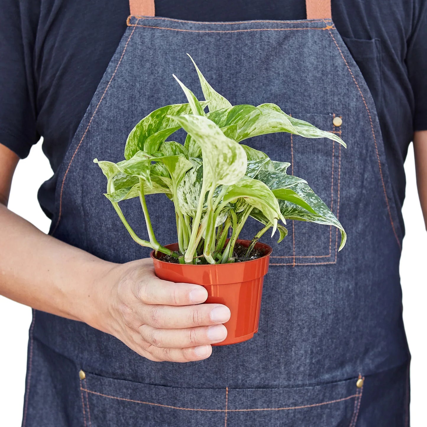 Marble Queen Pothos Plant Live Variegated Pothos Rare House Plant Hanging Indoor Plant Vining Plant Rooted Pothos in Pot XXL Pothos Aquarium