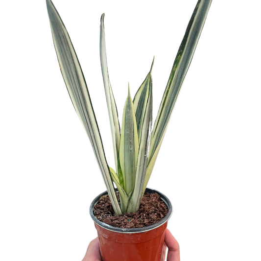 Snake Bantel's Sensation Plant Live House Plant Low Maintenance Easy Care Low Light Air Purifying Plant Air Cleaning Live Indoor