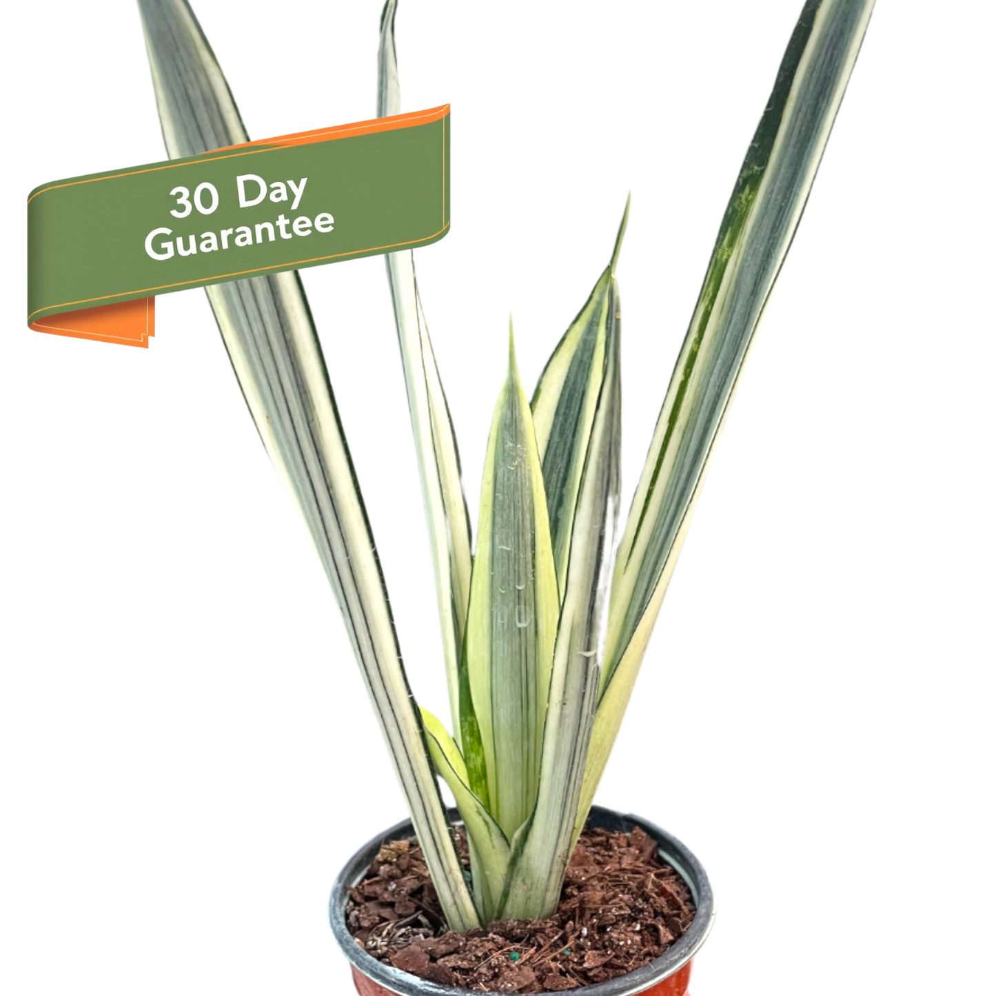 Snake Bantel's Sensation Plant Live House Plant Low Maintenance Easy Care Low Light Air Purifying Plant Air Cleaning Live Indoor