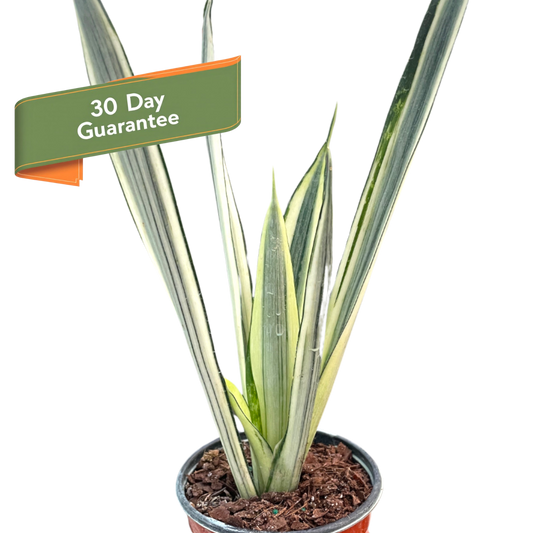 Snake Bantel's Sensation Plant Live House Plant Low Maintenance Easy Care Low Light Air Purifying Plant Air Cleaning Live Indoor