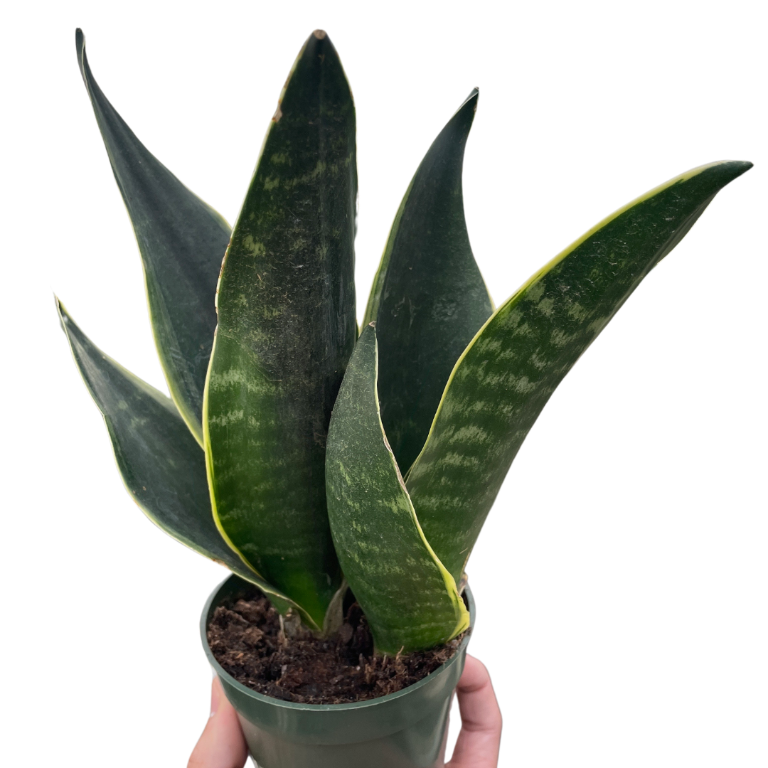 Snake Fabi Plant Live House Plant Low Maintenance Easy Care Low Light Air Purifying Plant Air Cleaning Live Indoor Greenery