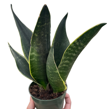 Snake Fabi Plant Live House Plant Low Maintenance Easy Care Low Light Air Purifying Plant Air Cleaning Live Indoor Greenery