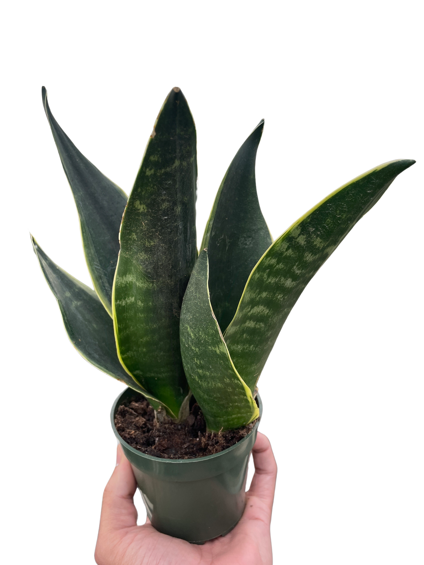 Snake Fabi Plant Live House Plant Low Maintenance Easy Care Low Light Air Purifying Plant Air Cleaning Live Indoor Greenery