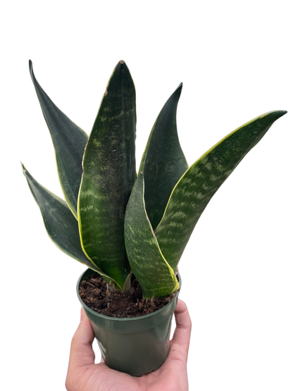 Snake Fabi Plant Live House Plant Low Maintenance Easy Care Low Light Air Purifying Plant Air Cleaning Live Indoor Greenery