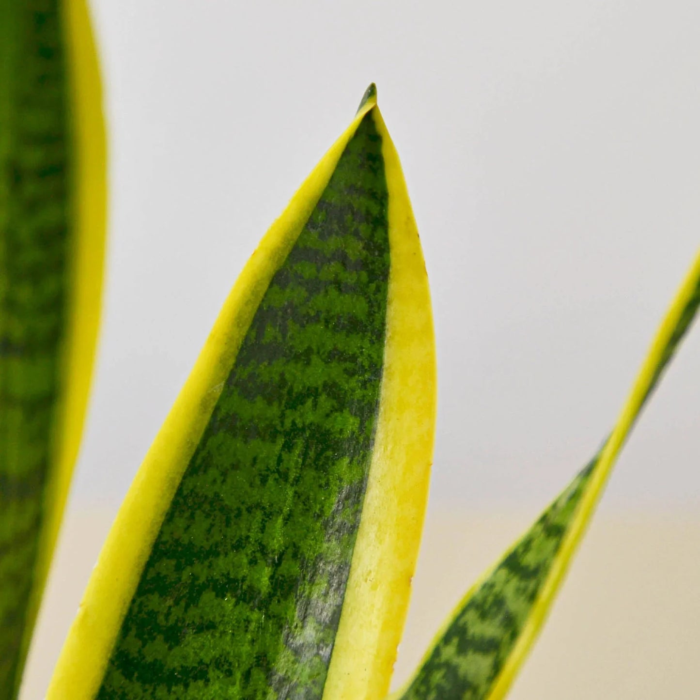 Snake Plant Laurentii Plant Live House Plant Low Maintenance Easy Care Low Light Air Purifying Plant Air Cleaning Live Indoor