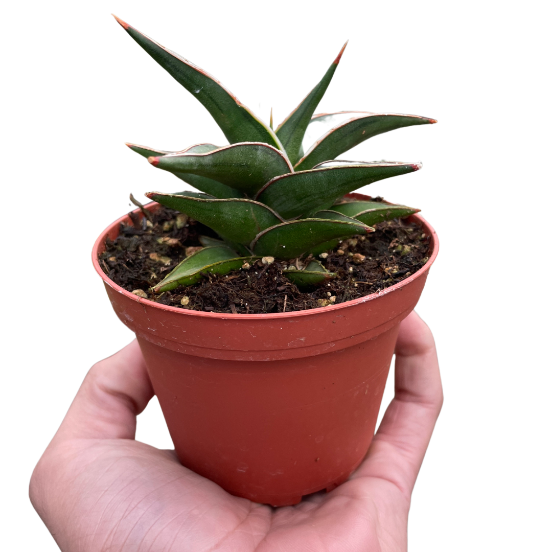 Snake Lavranos Plant Live House Plant Low Maintenance Easy Care Low Light Air Purifying Plant Air Cleaning Live Indoor