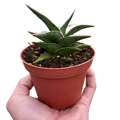 Snake Lavranos Plant Live House Plant Low Maintenance Easy Care Low Light Air Purifying Plant Air Cleaning Live Indoor