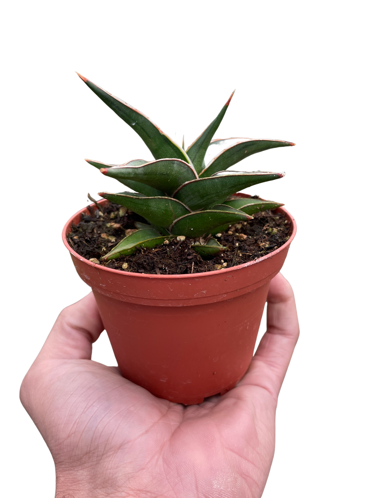 Snake Lavranos Plant Live House Plant Low Maintenance Easy Care Low Light Air Purifying Plant Air Cleaning Live Indoor