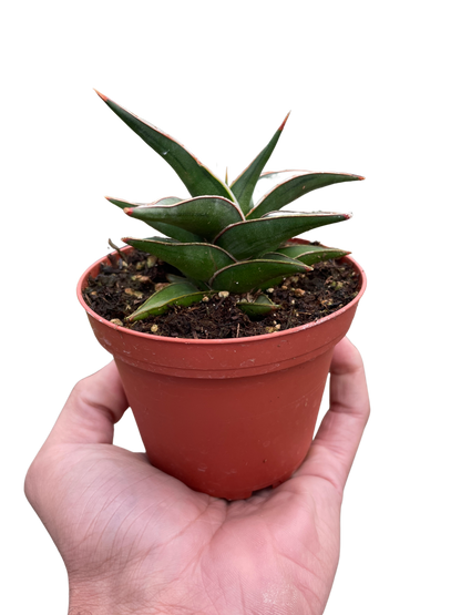 Snake Lavranos Plant Live House Plant Low Maintenance Easy Care Low Light Air Purifying Plant Air Cleaning Live Indoor