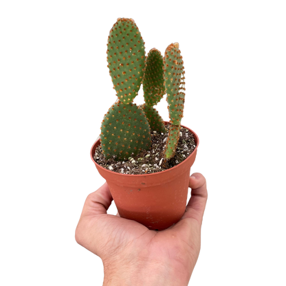 Bunny Ear Cactus Polka Dot Cactus Bunny Cactus Opuntia Microdasys Live Cactus House Plant Unique Indoor Plant