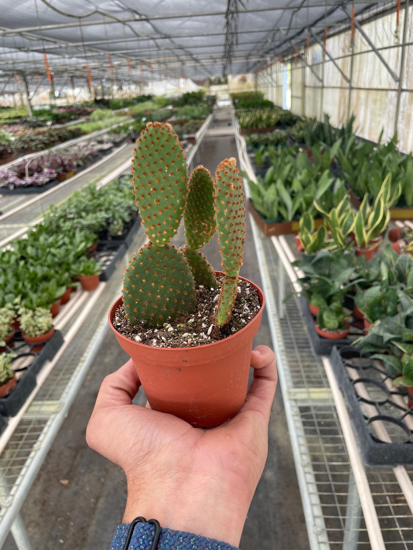 Bunny Ear Cactus Polka Dot Cactus Bunny Cactus Opuntia Microdasys Live Cactus House Plant Unique Indoor Plant