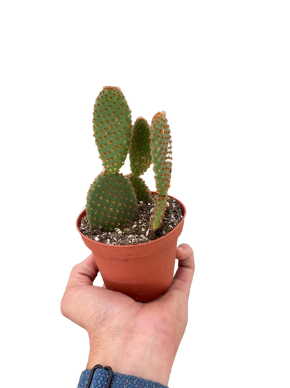 Bunny Ear Cactus Polka Dot Cactus Bunny Cactus Opuntia Microdasys Live Cactus House Plant Unique Indoor Plant