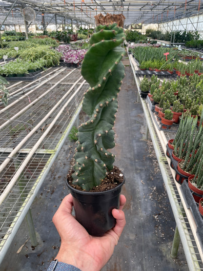 Spiral Cactus Plant Cereus Forbesii Spiralis Live House Plant Unique Indoor Plant