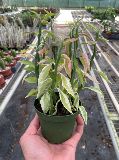 Variegated Devil's Backbone Euphorbia Live Euphorbia Plant House Plant Cactus Succulent Variegated Unique House Plant