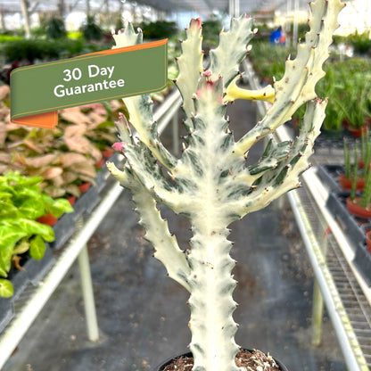Succulent Euphorbia Dragon Bone Live Euphorbia Plant House Plant Cactus Succulent Variegated Unique House Plant