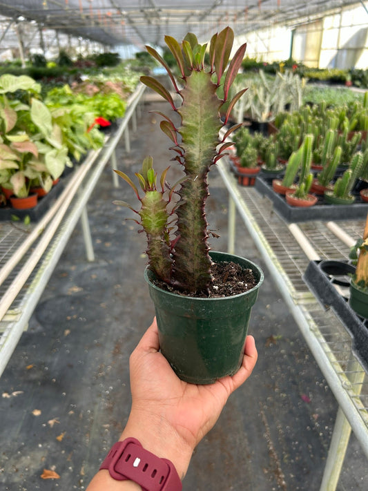 Succulent Euphorbia Trigona Rubra Live Euphorbia Plant House Plant Cactus Red Succulent Unique House Plant