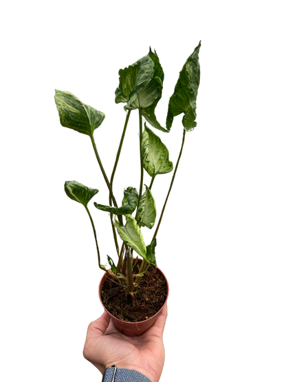 Syngonium 'Godzilla'