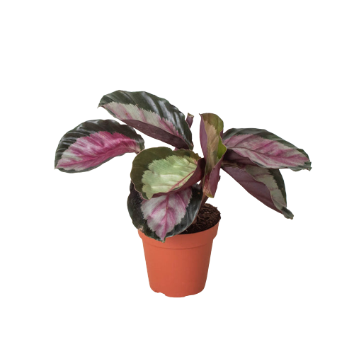 Calathea Roseopicta Silvia