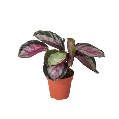 Calathea Roseopicta Silvia