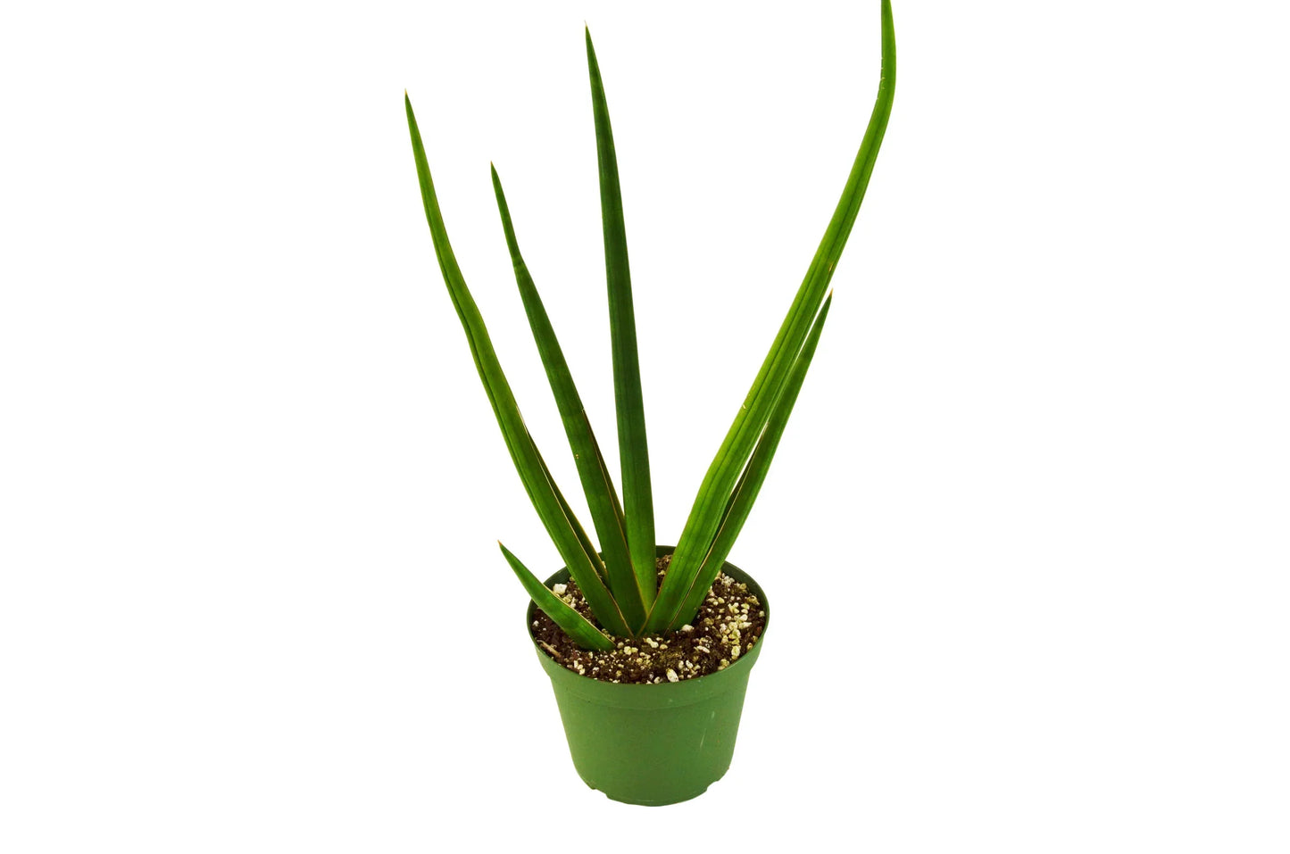 Snake Plant Cylindrica Plant Live House Plant Low Maintenance Easy Care Low Light Air Purifying Plant Air Cleaning Live Indoor