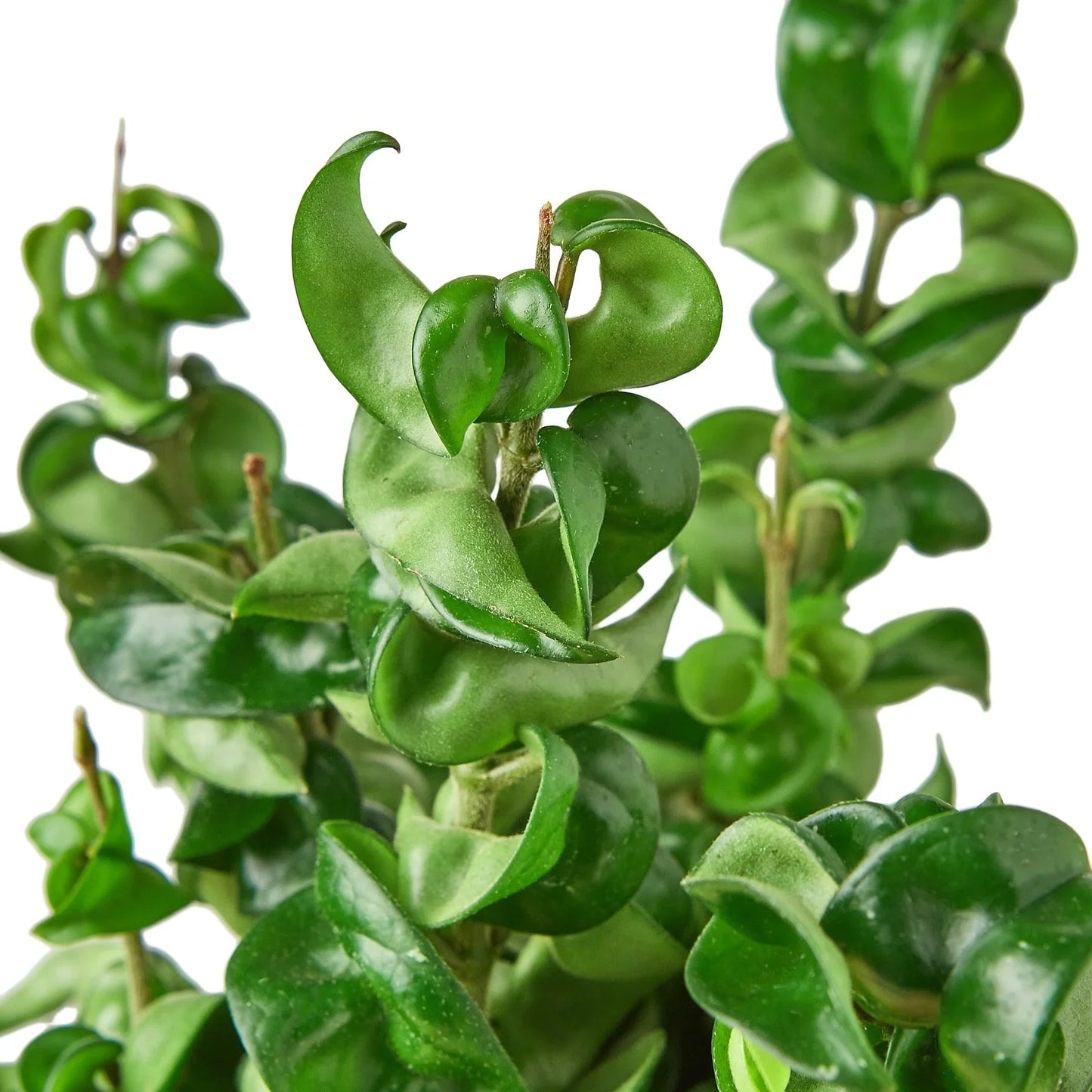 Hoya Rope Plant Live House Plant Trending Indoor Plants