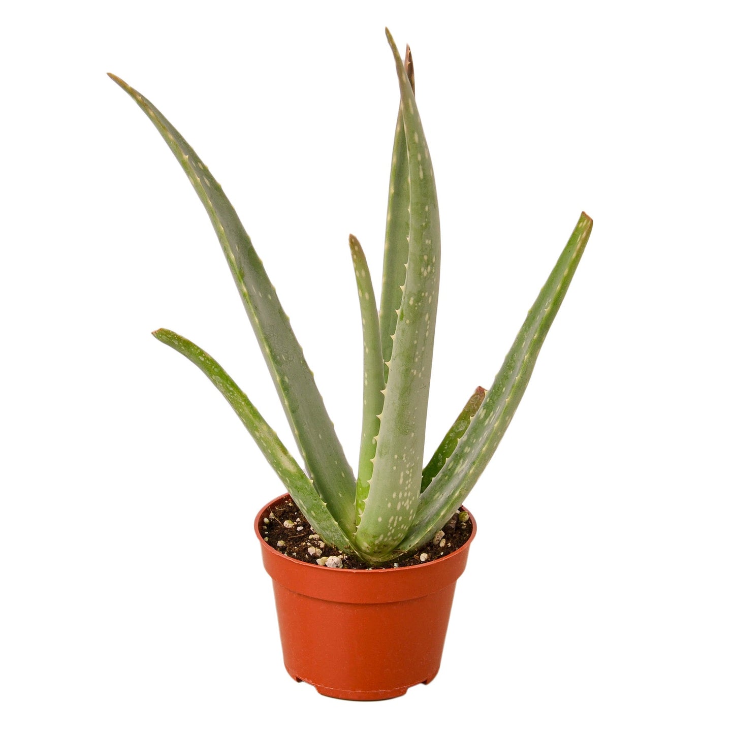 Aloe Vera Live House Plant Low Maintenance Indoor Plant