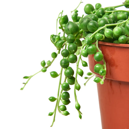 Succulent String of Pearls Plant Live House Plant Hanging Indoor Plant Vining Succulent