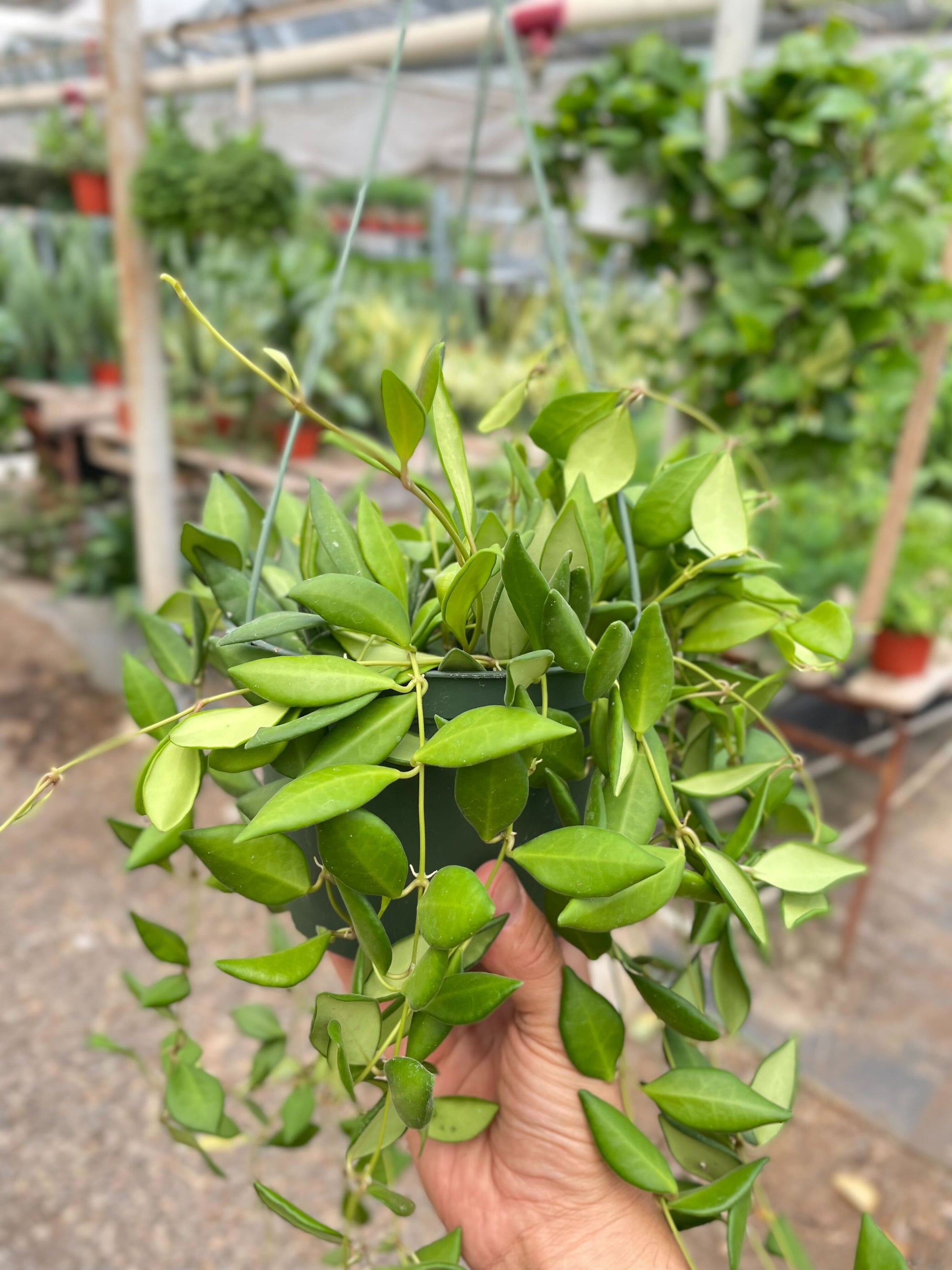 6" Pot - Hoya 'Burtoniae'