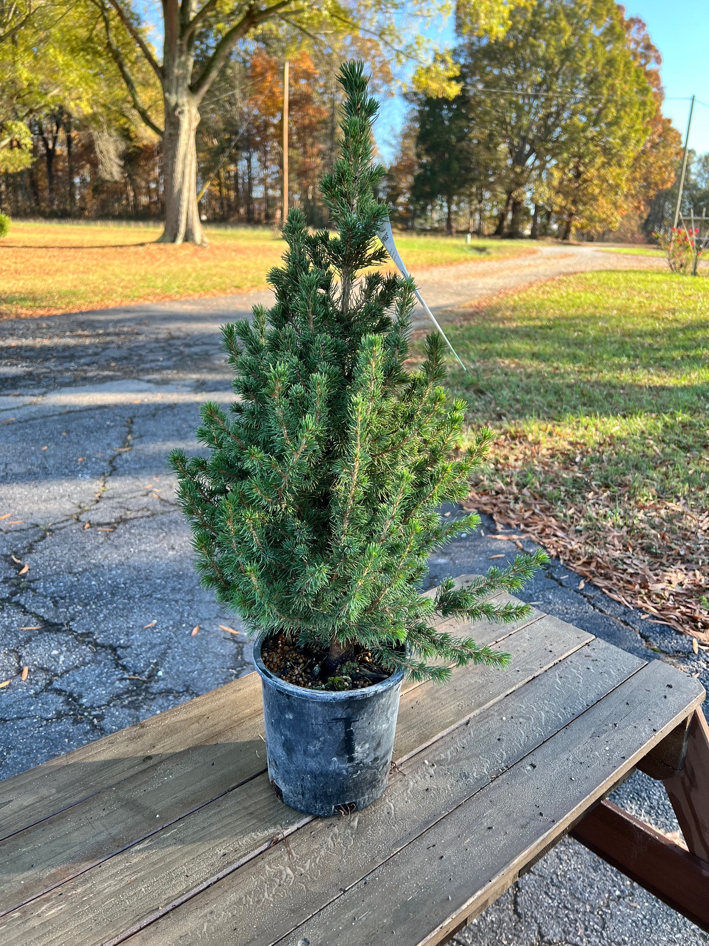 Mini Christmas Tree Plant Live Dwarf Alberta Spruce 26” Tall 6” Pot Christmas Tabletop Tree