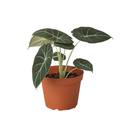 Alocasia Reginula Black Velvet