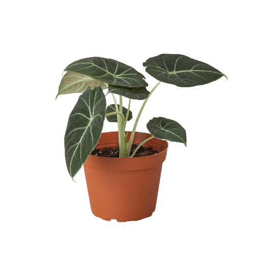 Alocasia Reginula Black Velvet