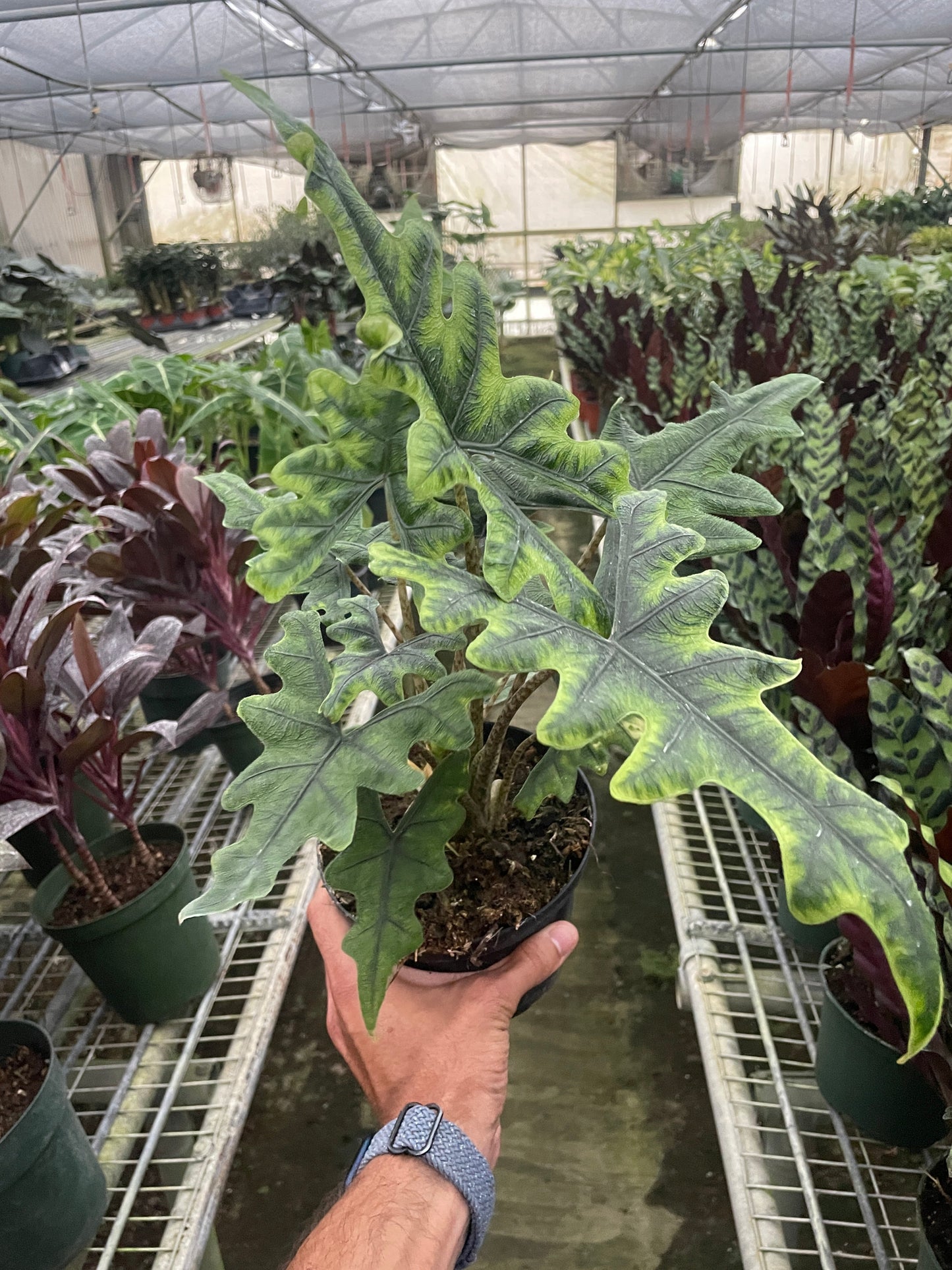 Alocasia Jacklyn Plant