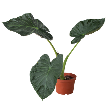 Alocasia Regal Shields Live Large House Plant